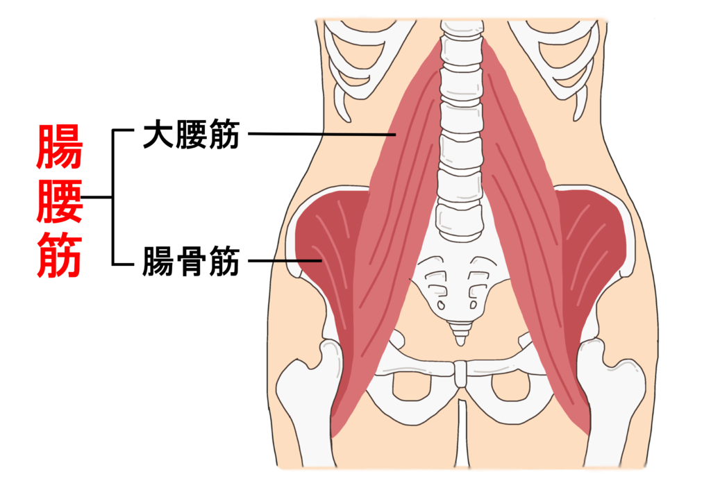 股関節の痛み 筋肉 はっとりはりきゅう接骨院グループ