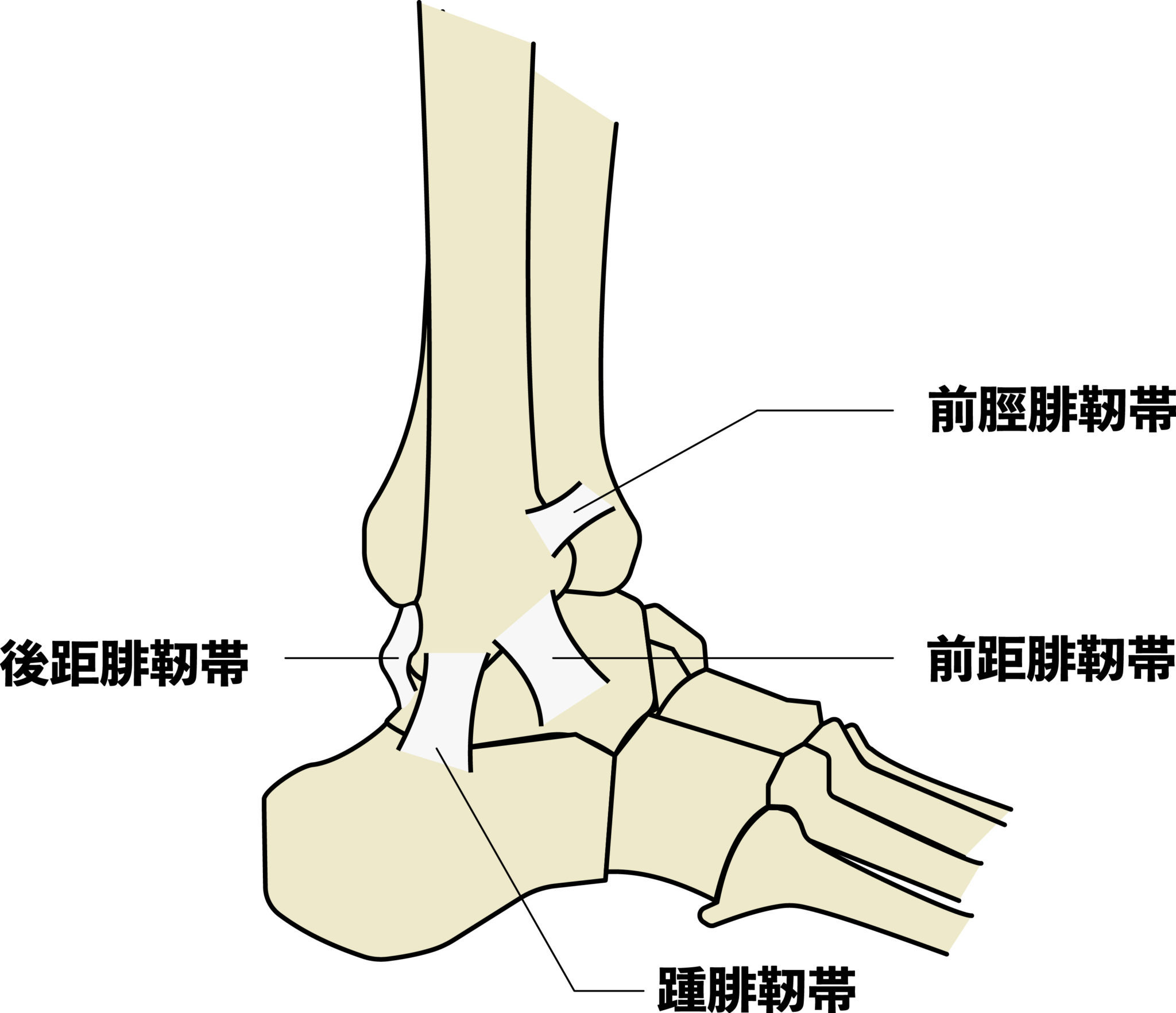 足関節捻挫 】種類と処置方法について | はっとりはりきゅう接骨院グループ